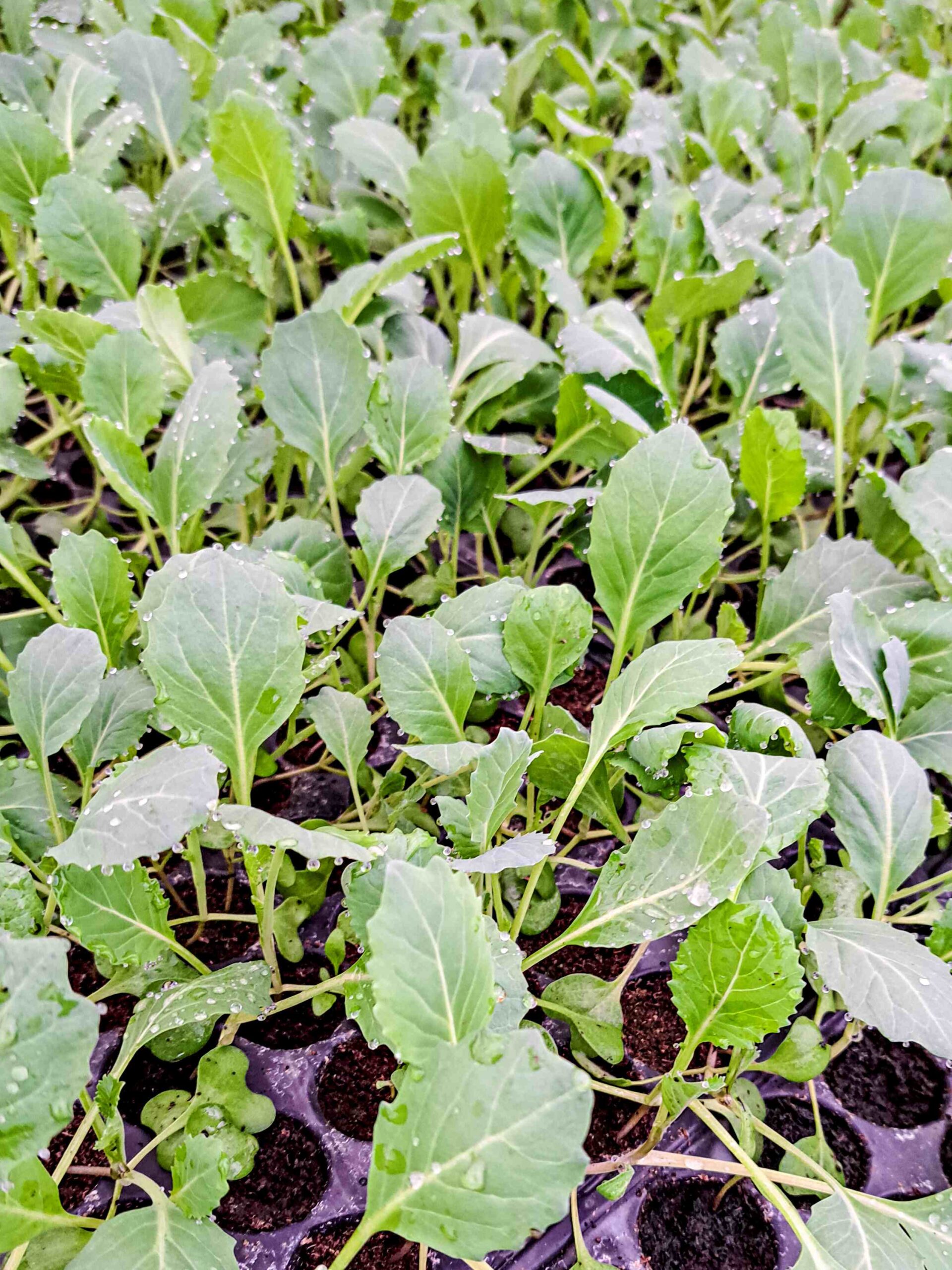 Savanyúkáposzta – a hagyomány becsületes íze - Image 4