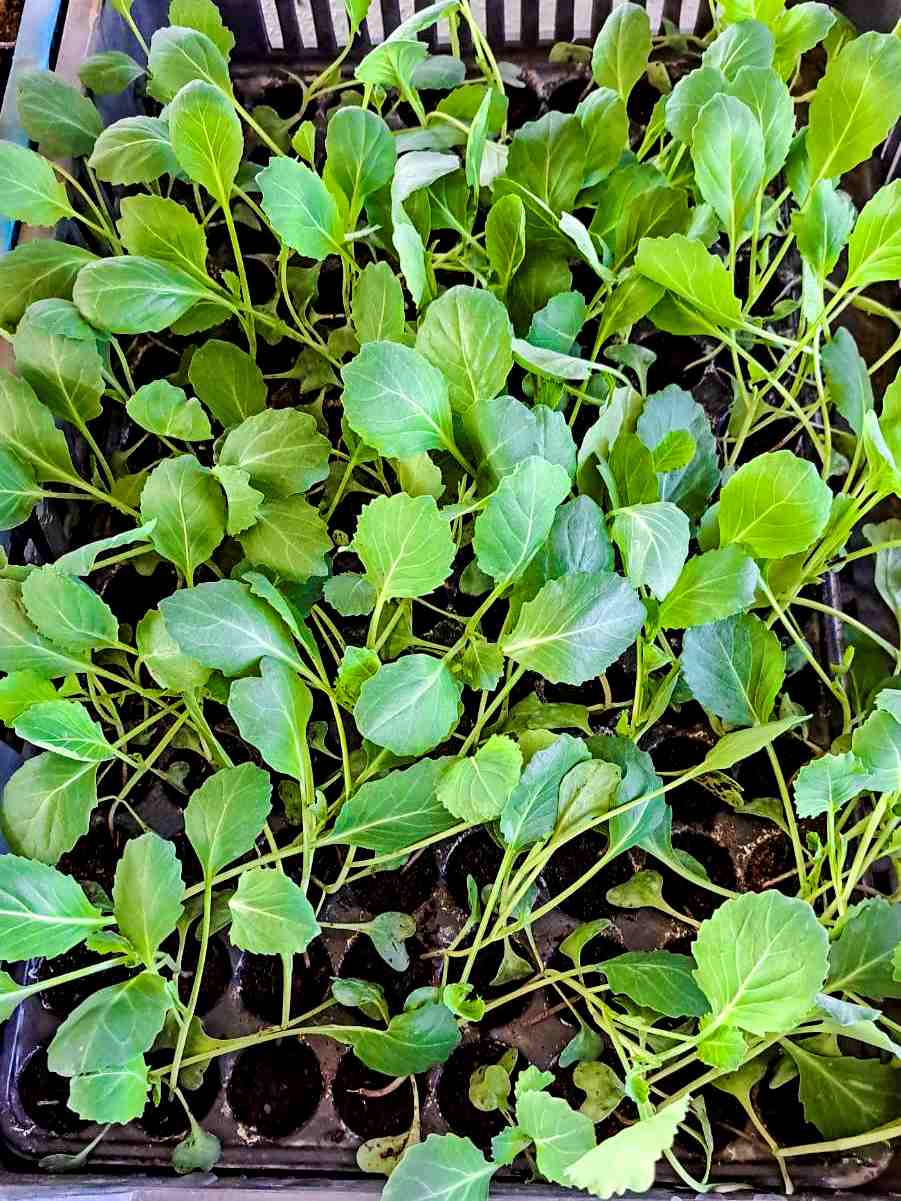 Savanyúkáposzta – a hagyomány becsületes íze - Image 2