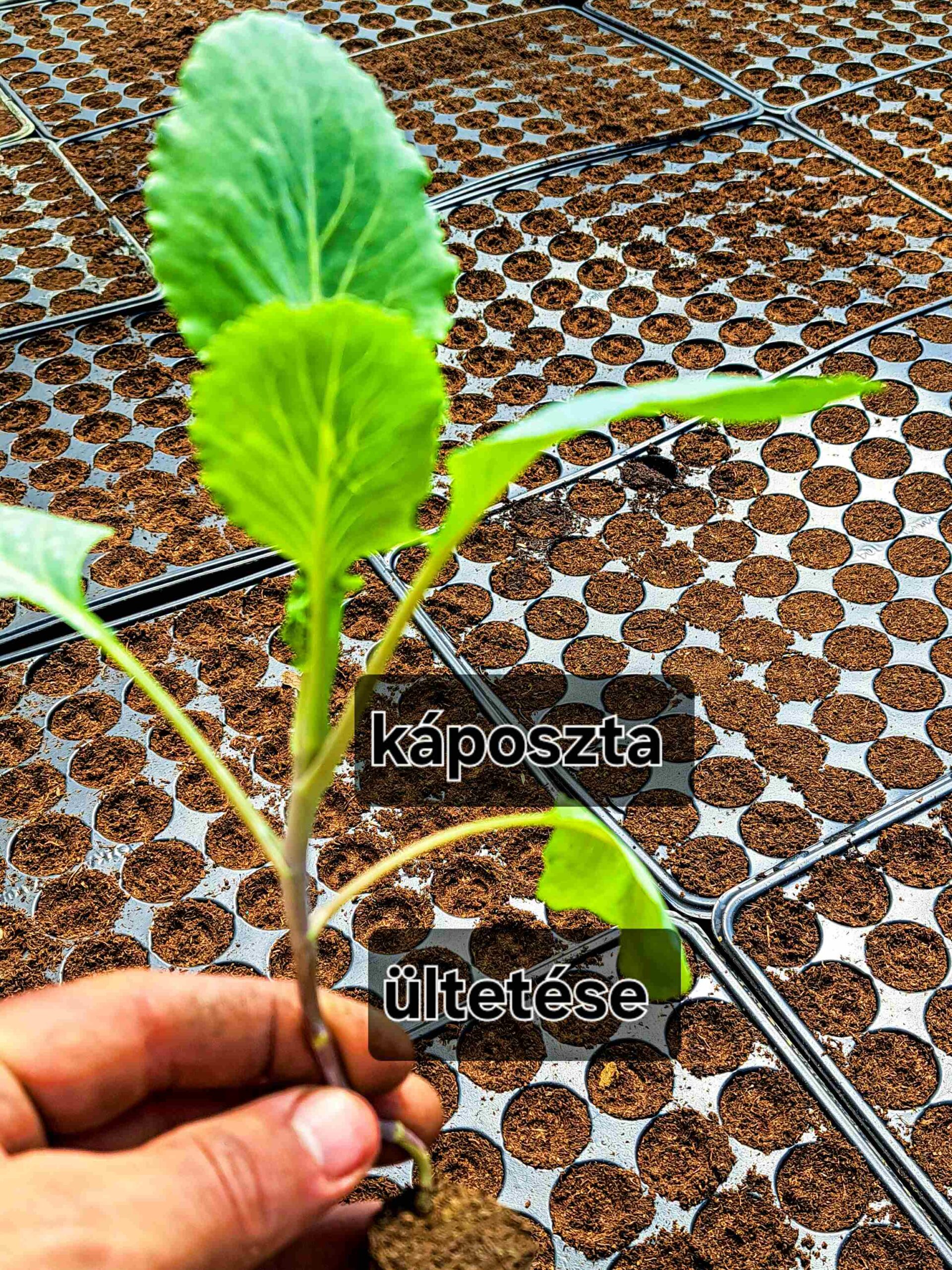 Savanyúkáposzta – a hagyomány becsületes íze - Image 6